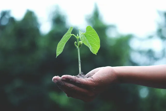 A hand holding a young plant sprouting from soil, symbolizing growth and new beginnings.